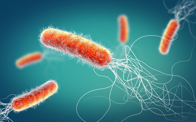 Pseudomonas aeruginosa gây viêm mào tinh hoàn